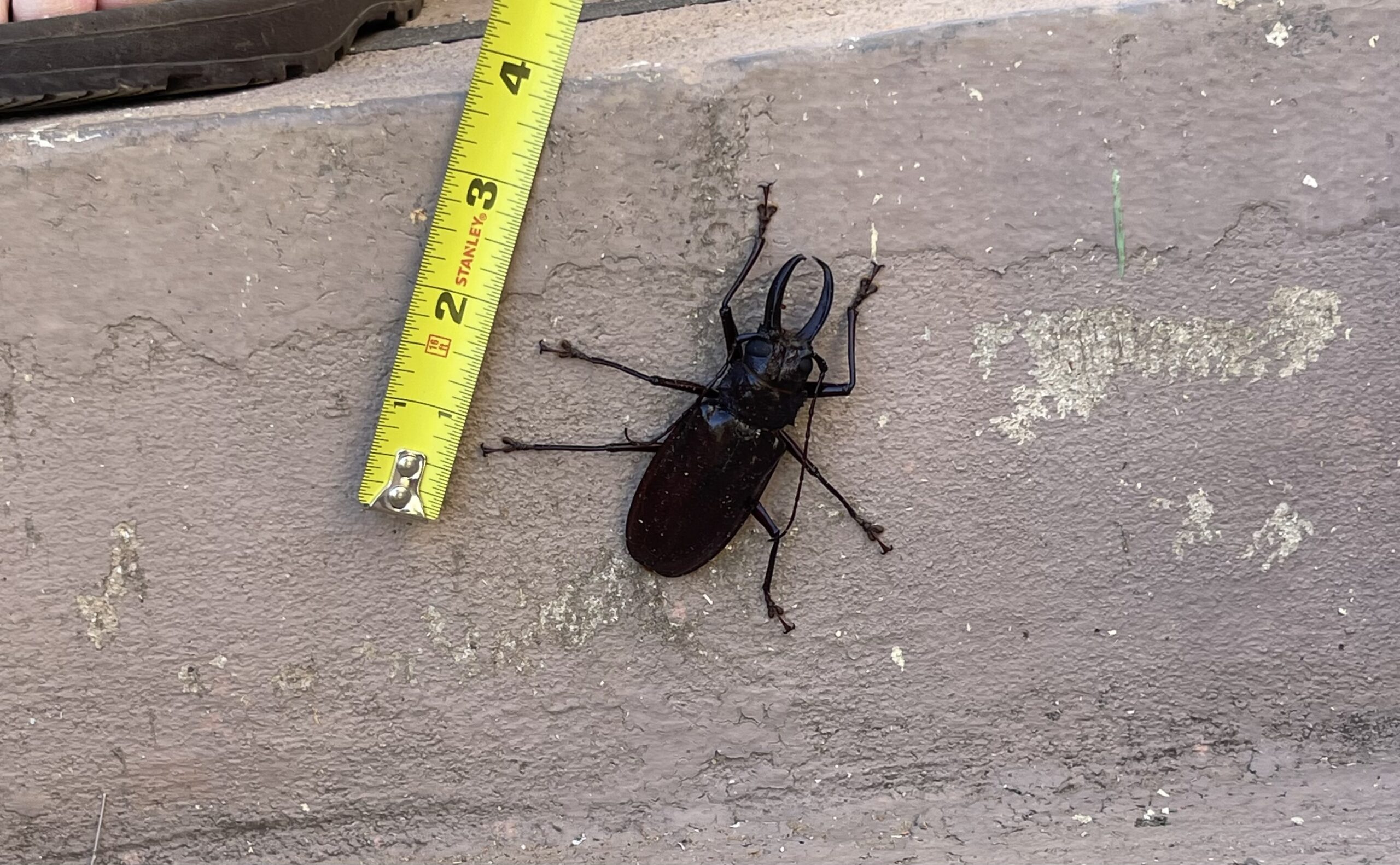IMG_6111 "Little" friends like this one like to hang around the work sites from time to time.